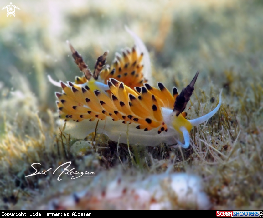 A naudibranch
