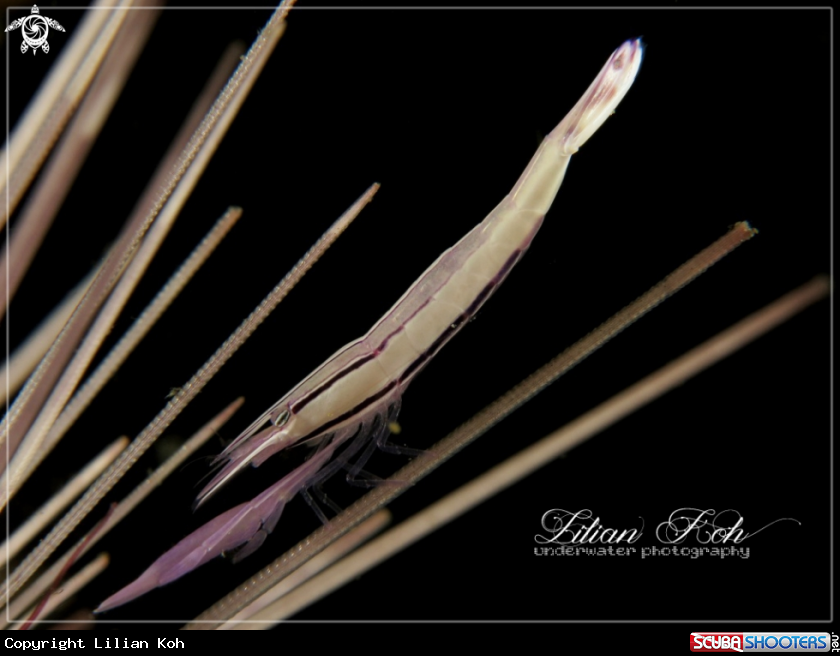 A Needle Shrimp
