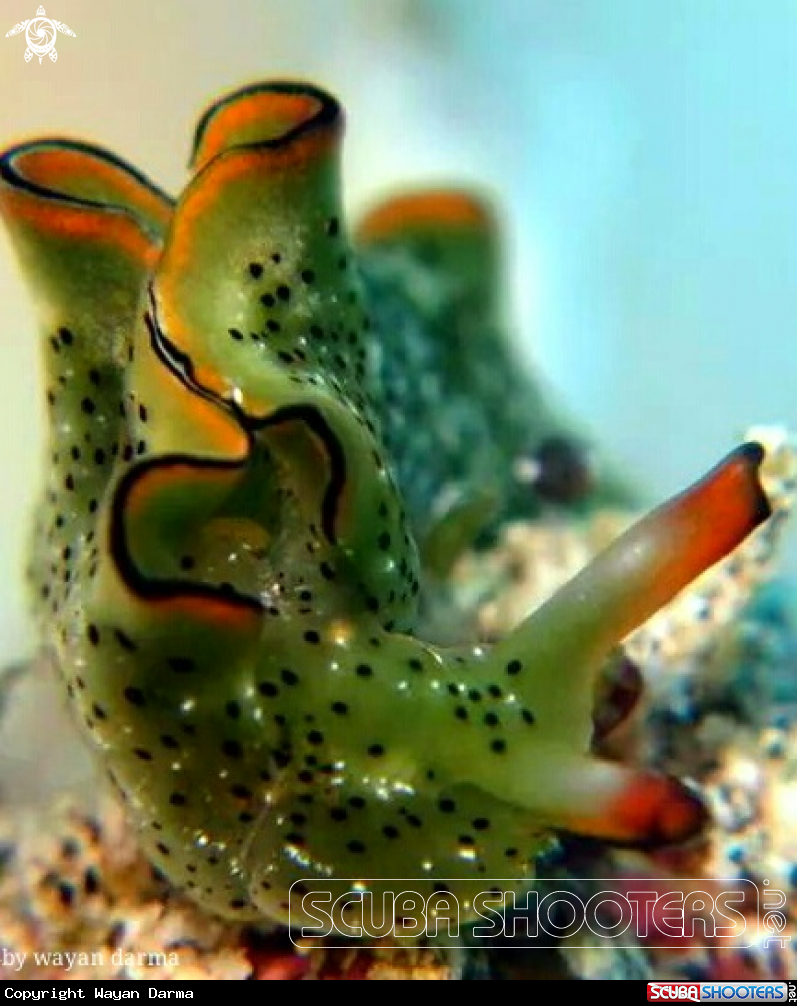 A Elysia ornata 