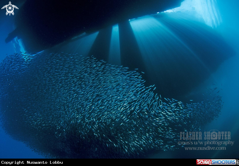 A Sardine fish