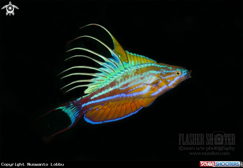 A Flasher wrasse