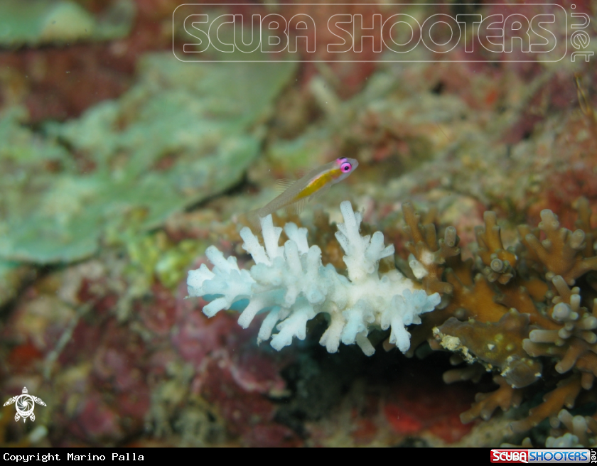 A Purple Eyed Goby