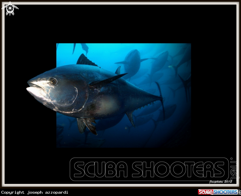 A Tuna
