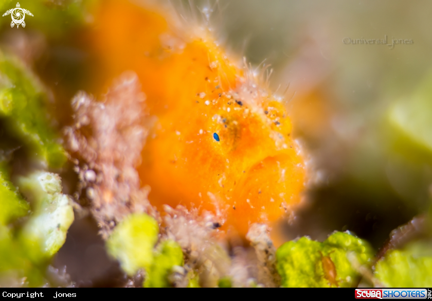A Painted Frogfish