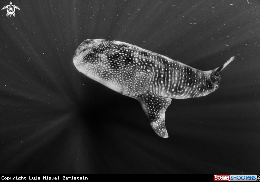 A Rhincodon typus