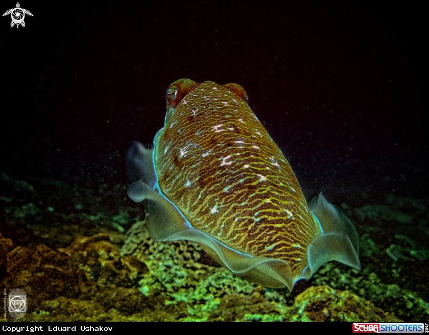 A Cuttlefish