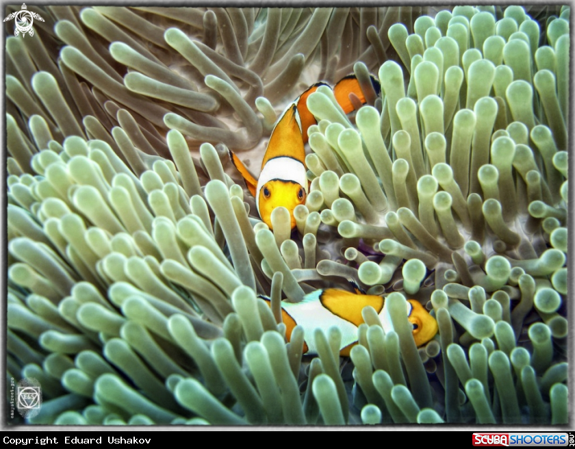 A Clown fish