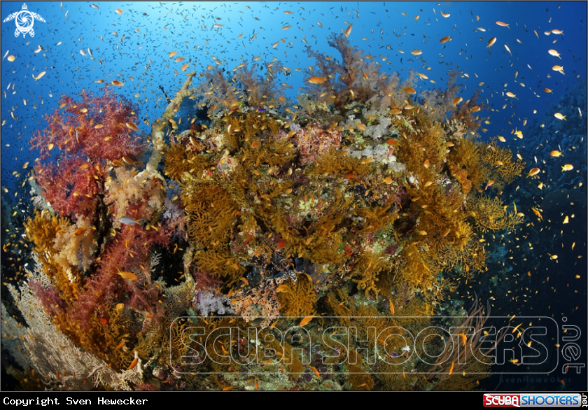 A marine life