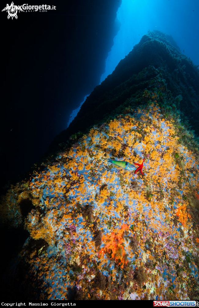 A margherite