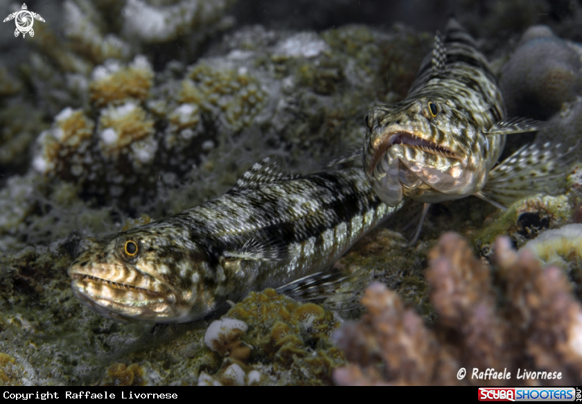 A Lizard fish