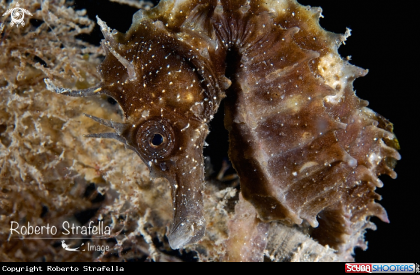 A Seahorse 