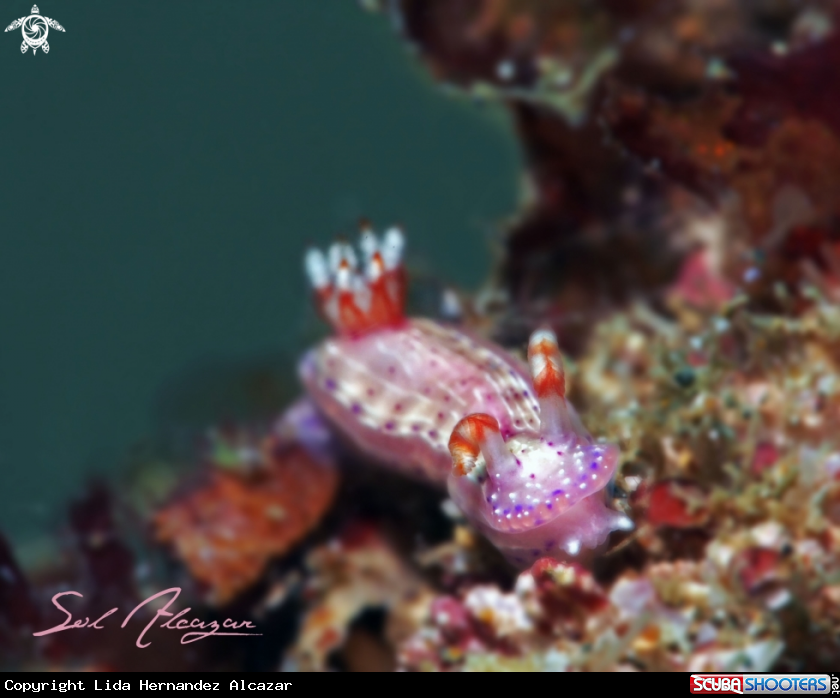 A Nudibranch