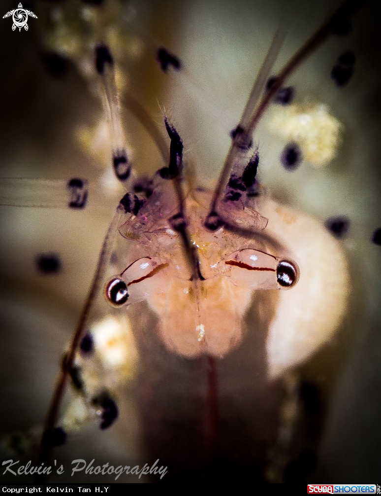 A Commensial shrimp