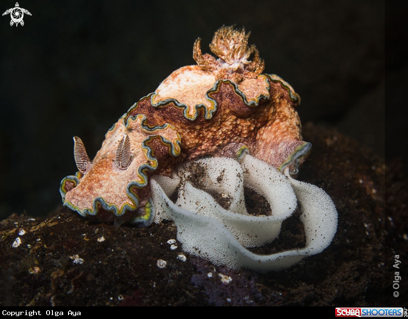 A Glossodoris cincta
