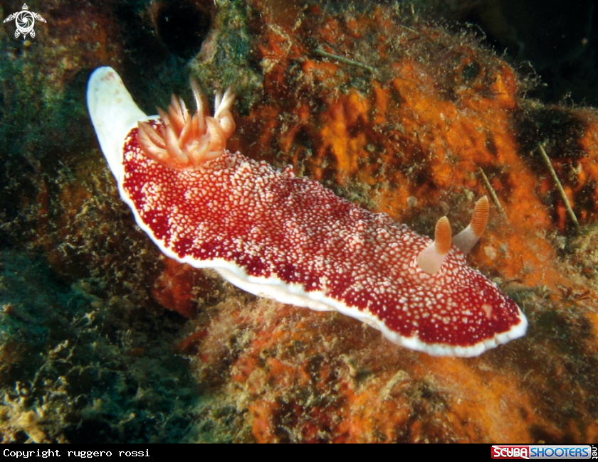 A underwater creature