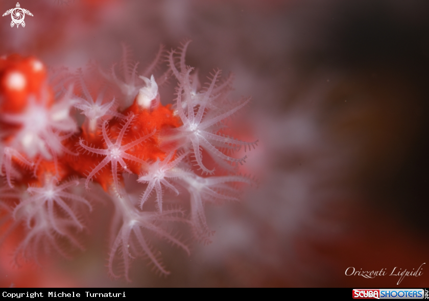 A Corallo Rosso