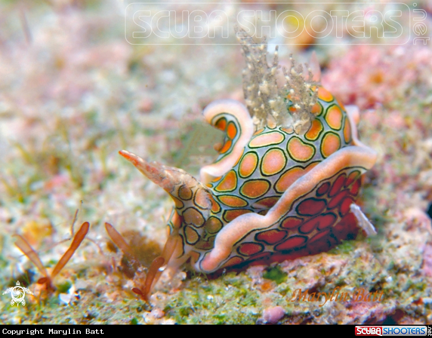 A Psychedelic Batwing slug