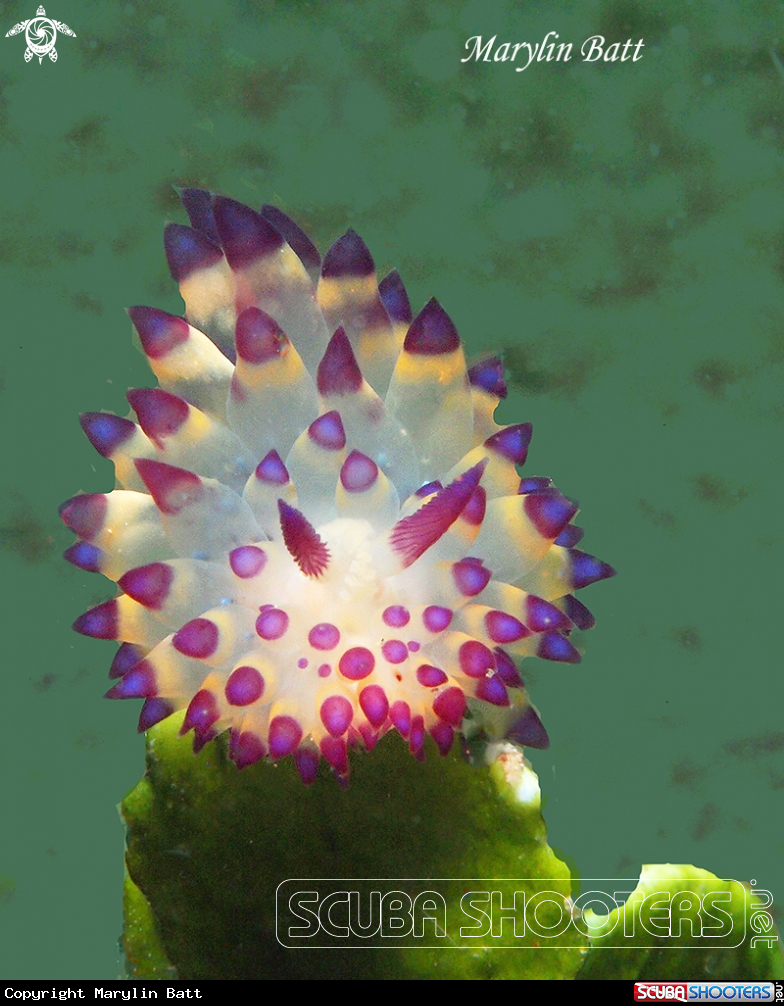 A Janolus sp