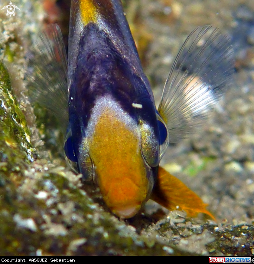 A Poissons-Cochers 