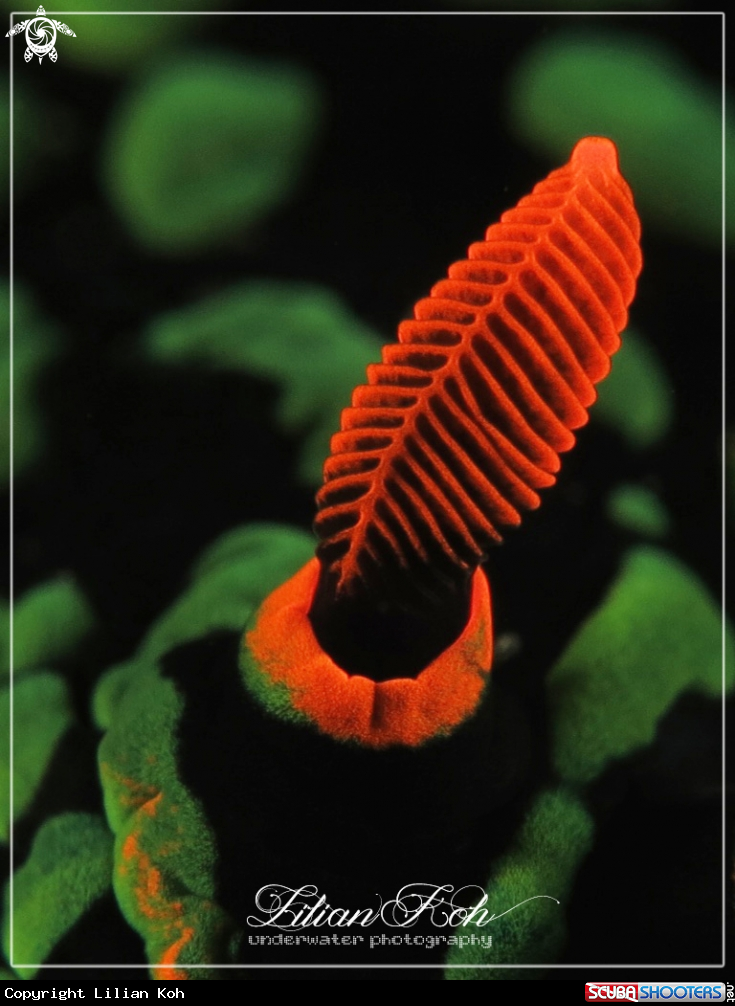 A Nembrotha Kubaryana