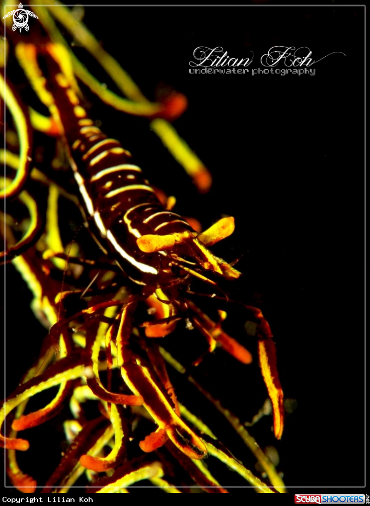 A Crinoid Shrimp