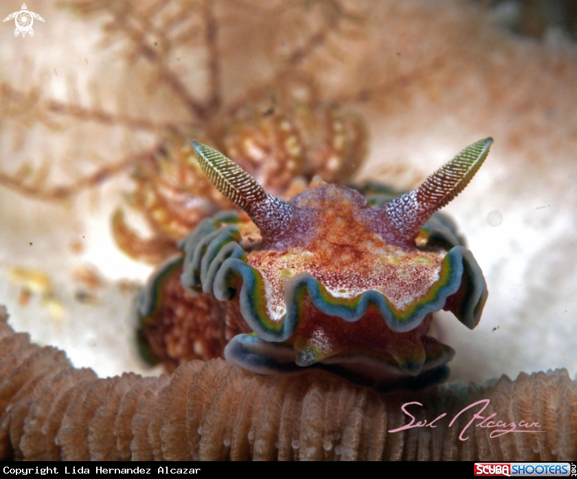 A Nudibranch