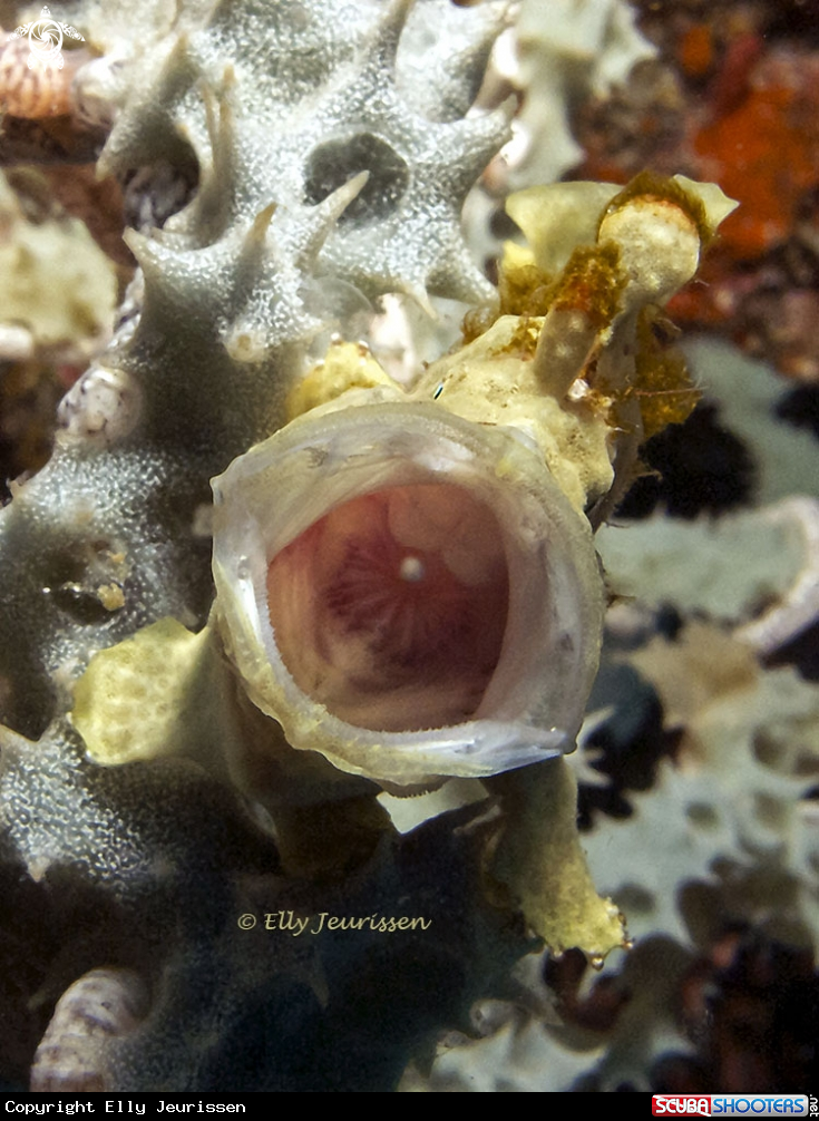 A Frogfish