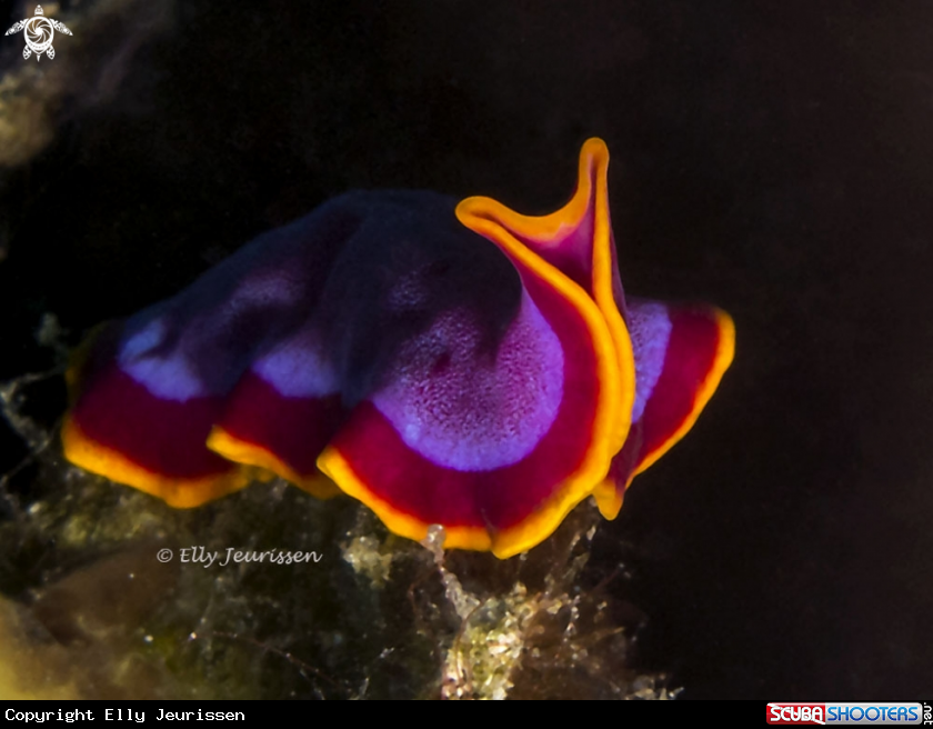 A Fuchsia Flatworm (Pseudoceros ferrugineus)