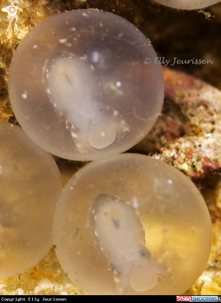 A Flamboyant cuttle fish eggs