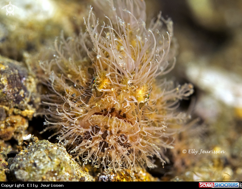 A Hairy Frogfish