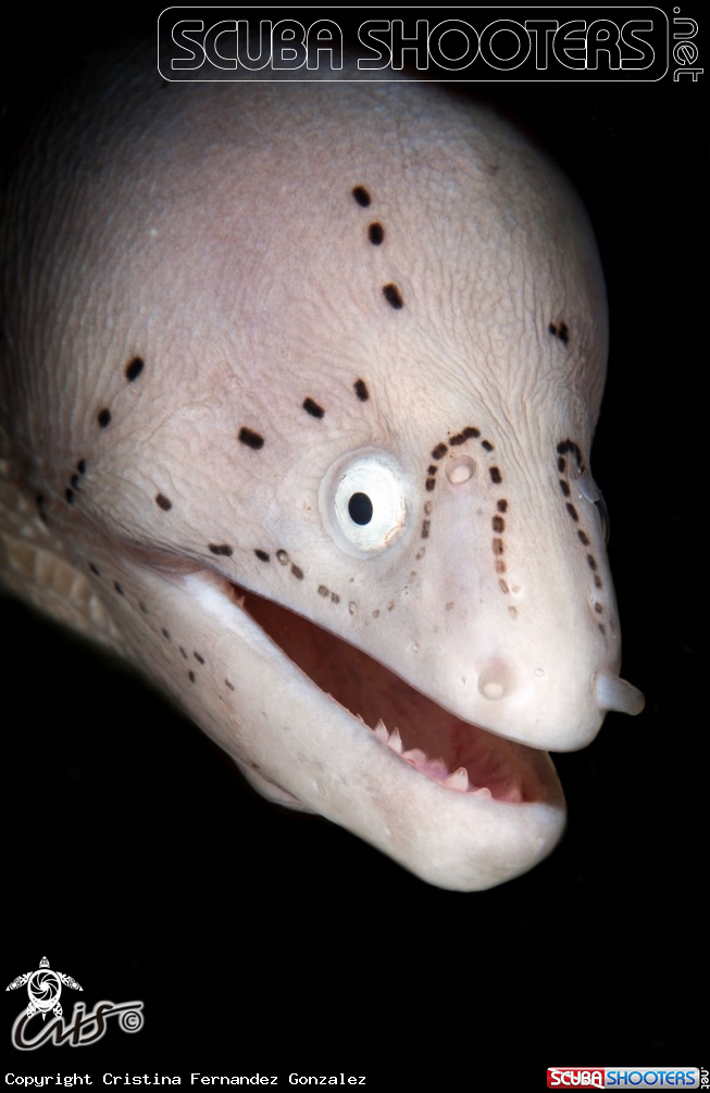 A Tatooed moray
