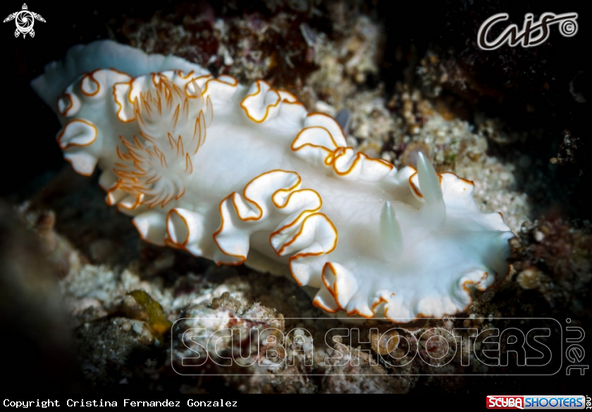 A Ardeadoris cf. symmetrica