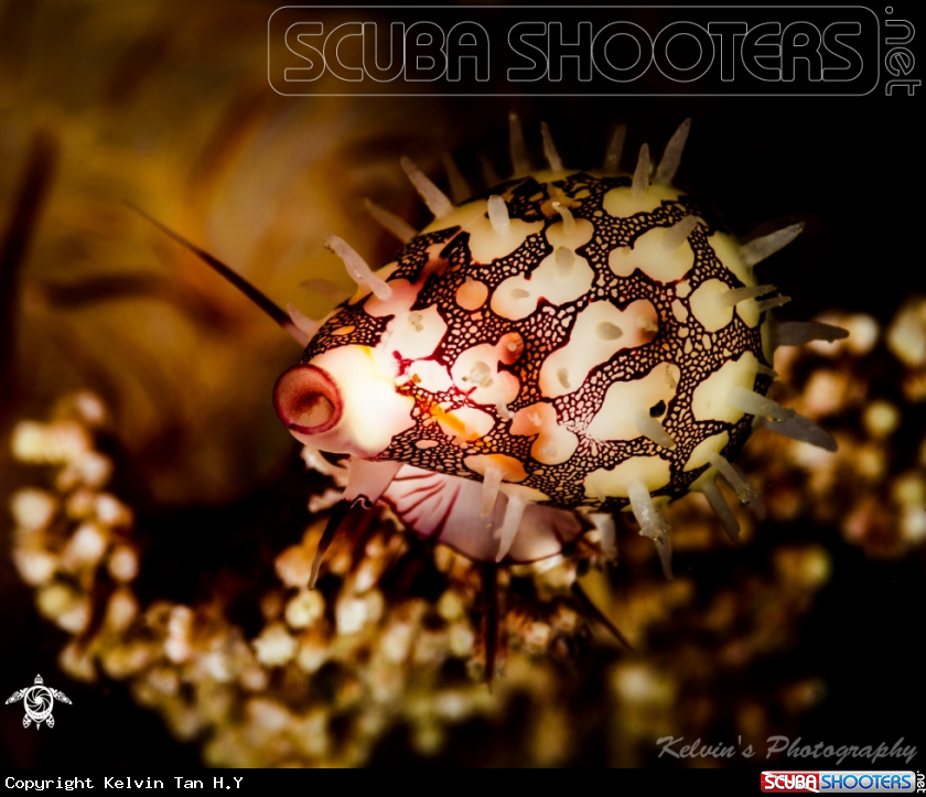 A Egg cowrie