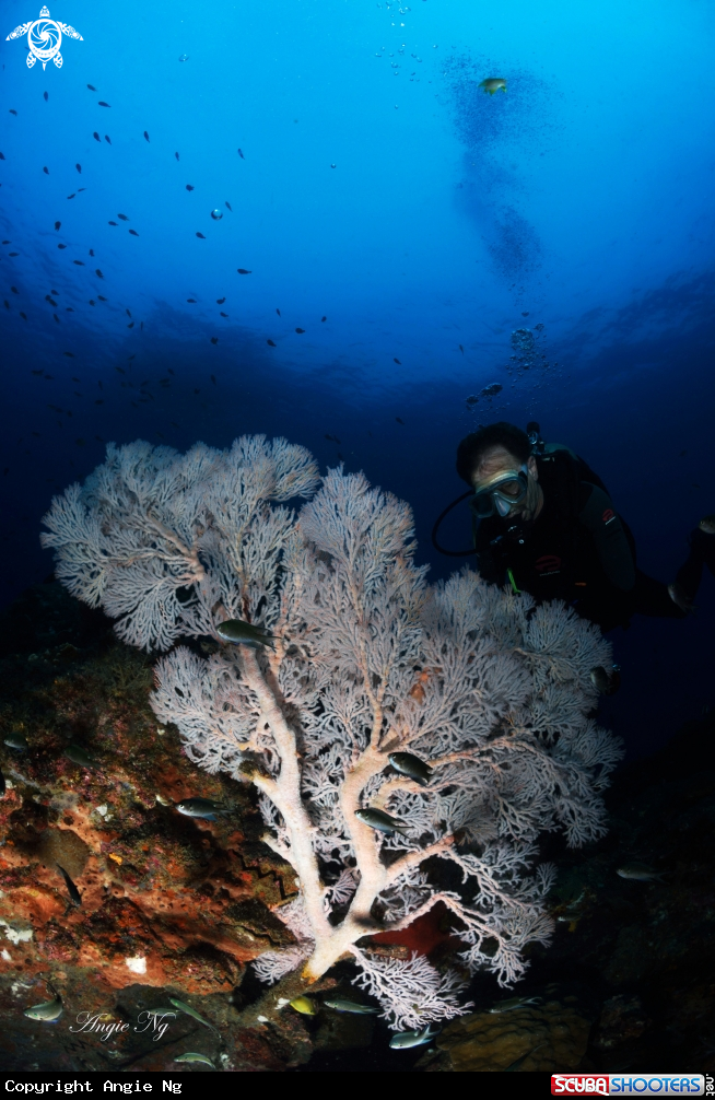 A Sea fan