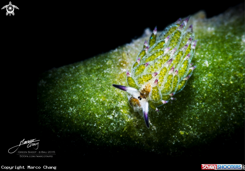 A Costasiella kuroshimae