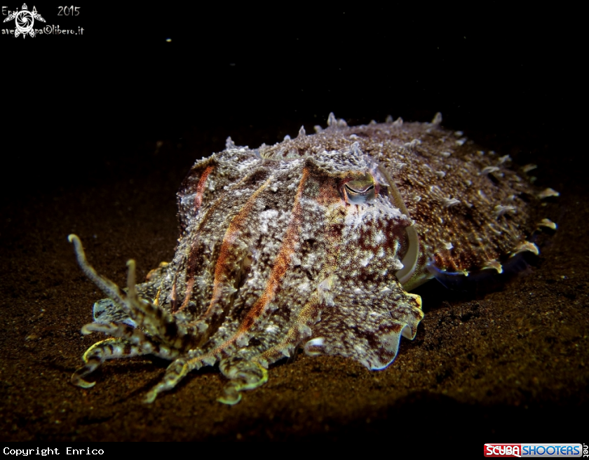 A cuttlefish