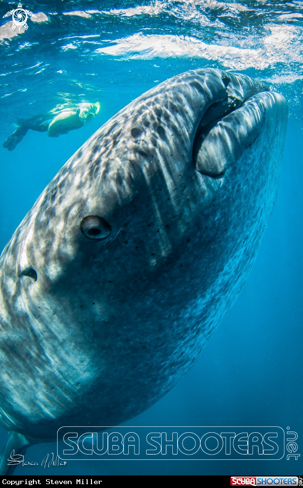 A Whaleshark
