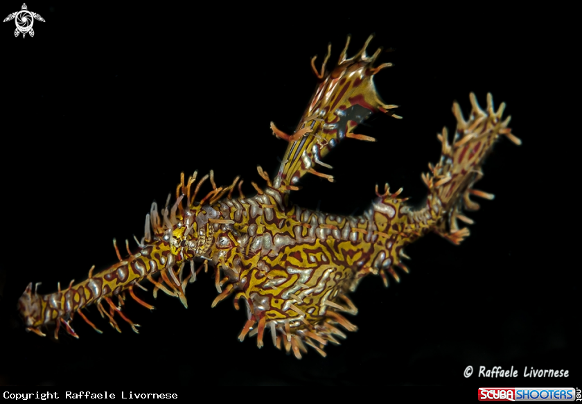 A Ghost pipe fish