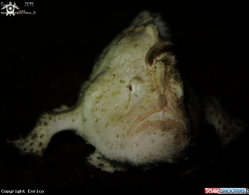 A Juvenile hairy frogh fish ( white)