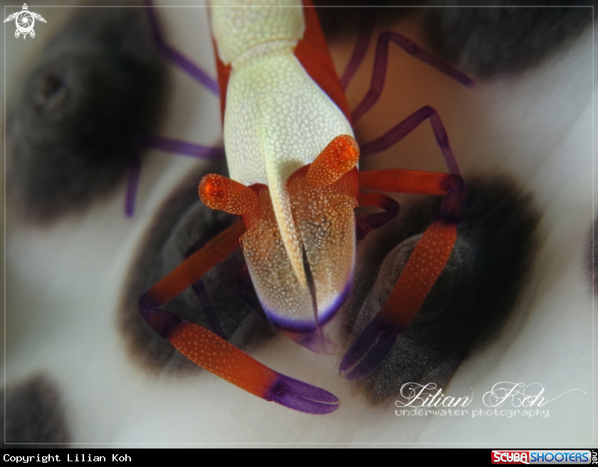 A Emperor Shrimp