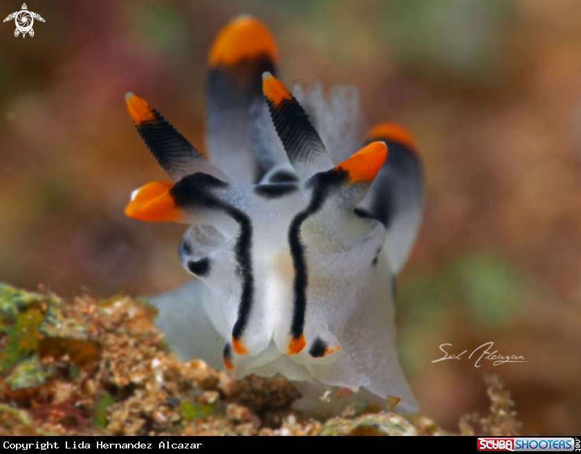 A Nudibranch