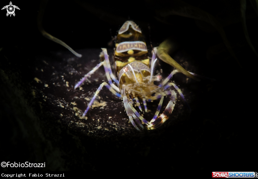 A Periclemenes amethysteus