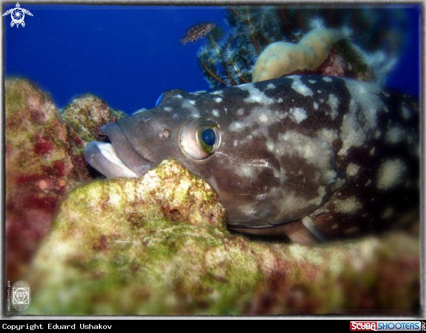 A Grouper