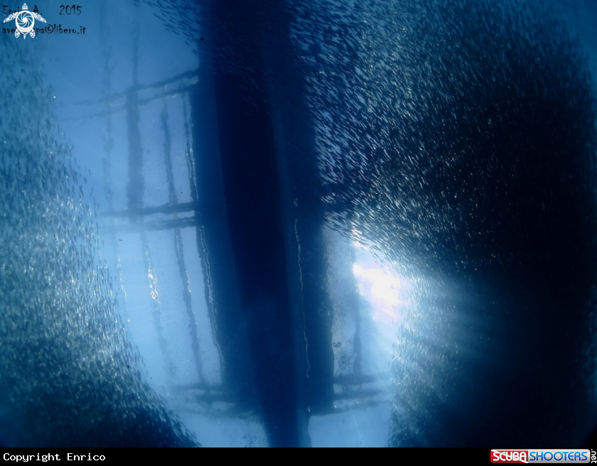 A School of sardines
