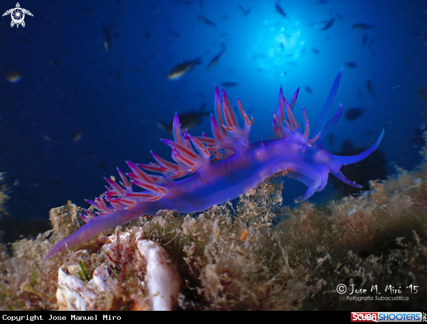 A Flabellina affinis