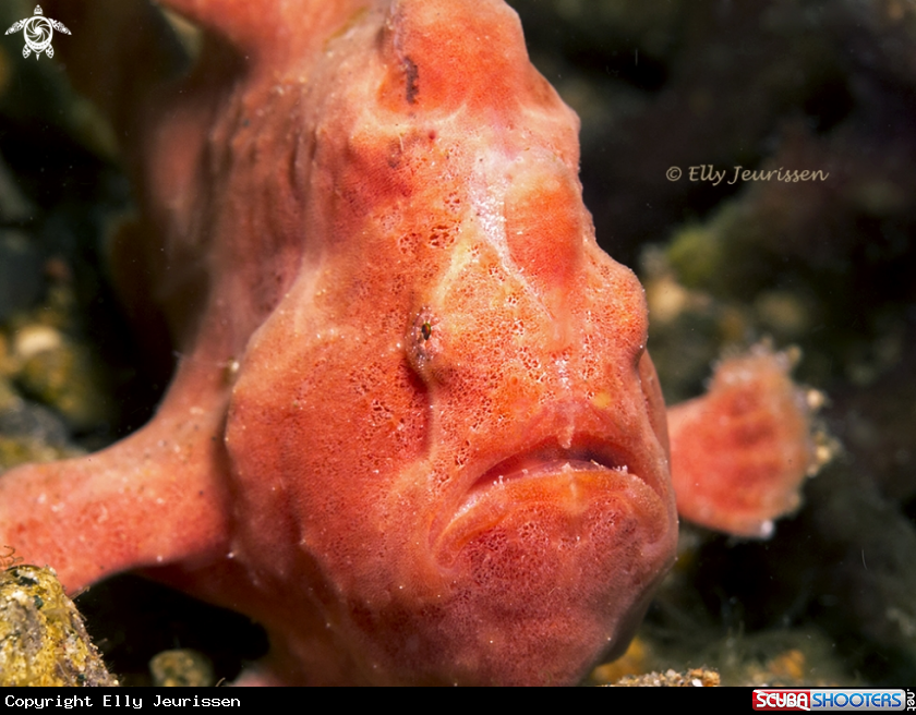 A Frogfish