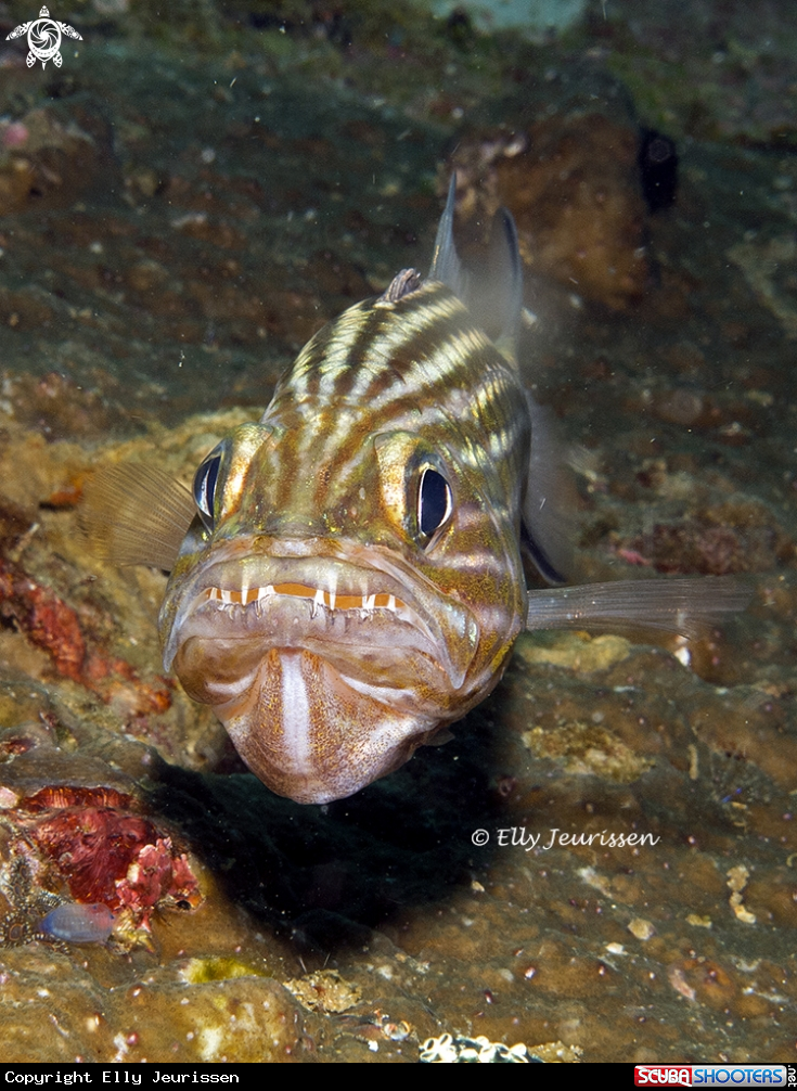 A Cardinal fish with eggs