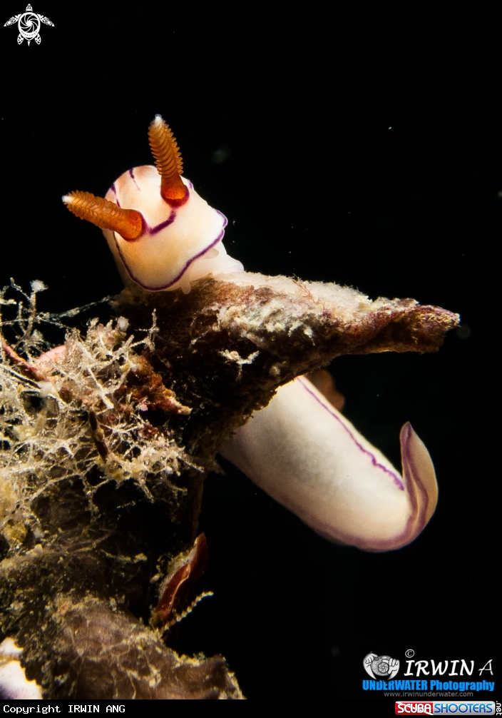 A Clomodoris