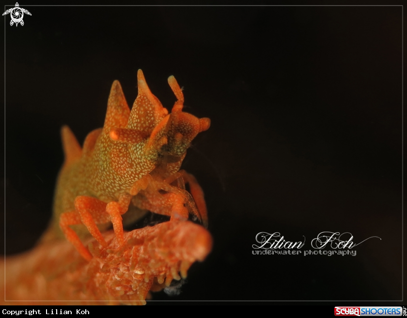 A Dragon Shrimp