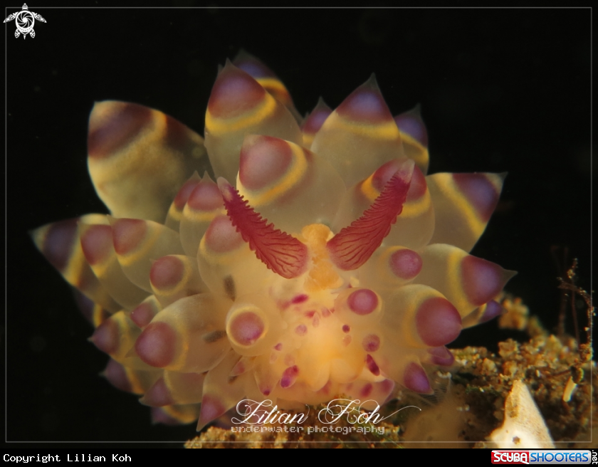 A Janolus Sp.